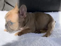 Lexi, a female French Bulldog for sale in Utica, NY – 4 of 6