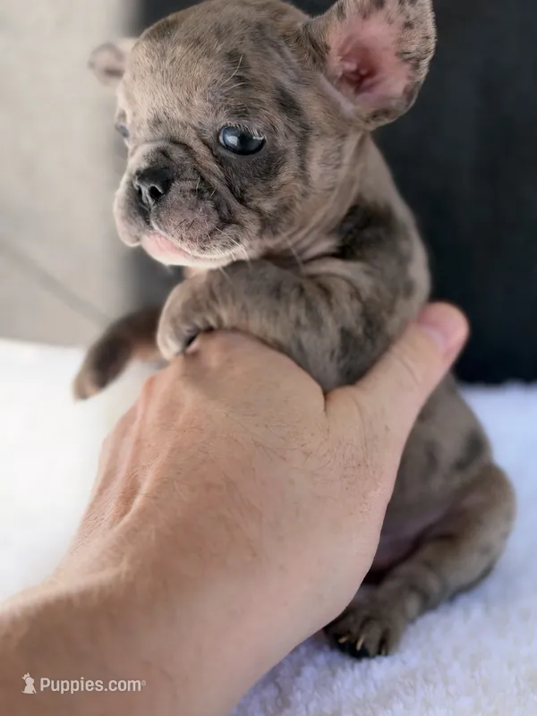 Chloe – French Bulldog puppy for sale in Utica, NY