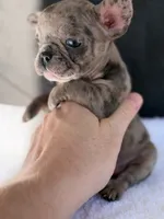 Chloe, a female French Bulldog for sale in Utica, NY – 1 of 4