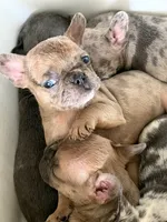 Luther , a male French Bulldog for sale in Utica, NY – 7 of 7