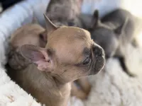 Lexi, a female French Bulldog for sale in Utica, NY – 6 of 6