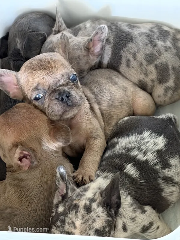 Luther  – French Bulldog puppy for sale in Utica, NY