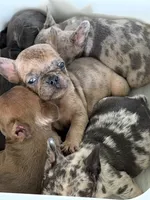 Luther , a male French Bulldog for sale in Utica, NY – 4 of 7