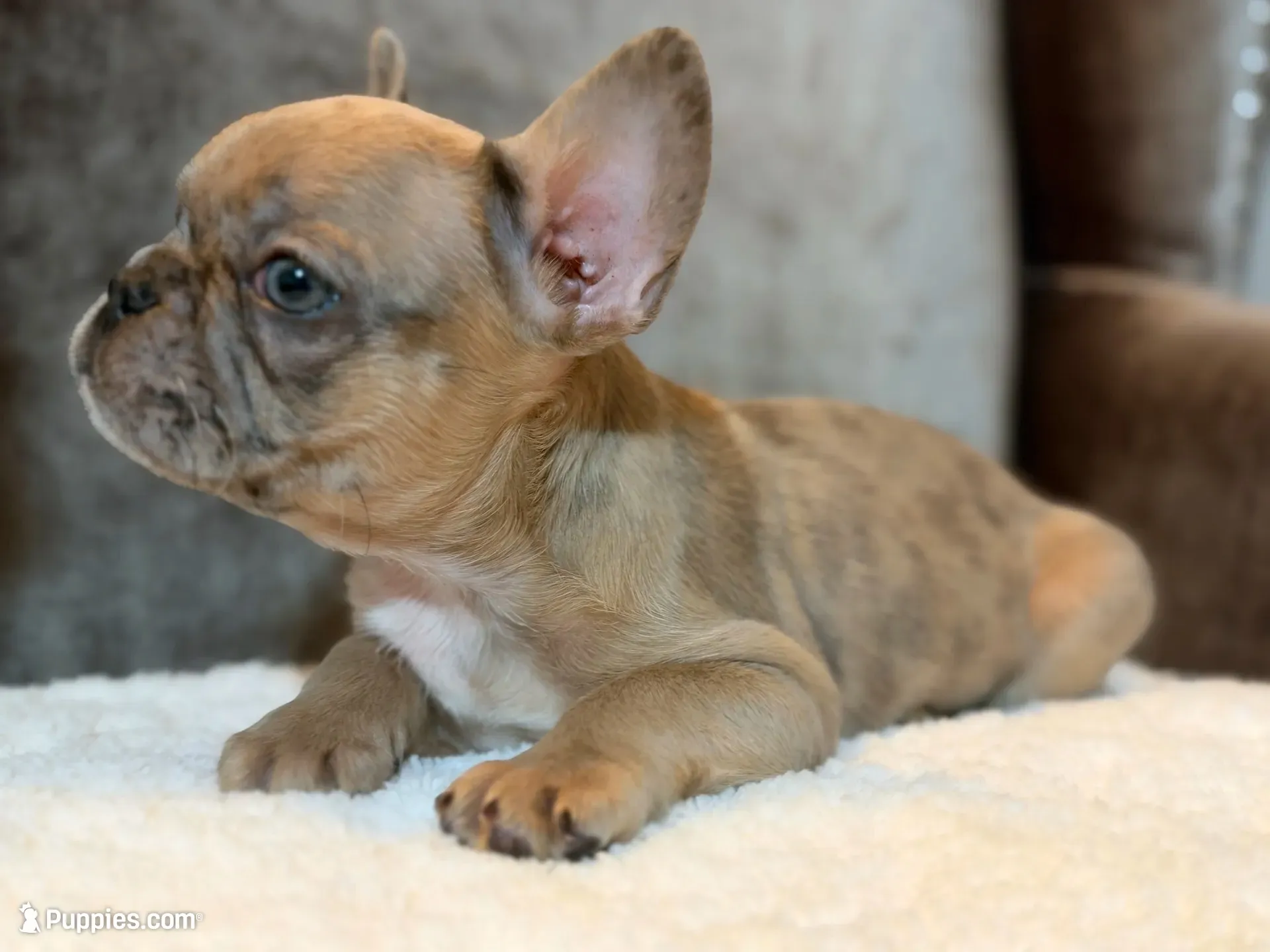 Riley , a male French Bulldog for sale in Utica, NY – 6 of 10