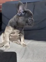 Gigi, a female French Bulldog for sale in Utica, NY – 9 of 10