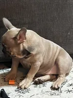 Linda , a female French Bulldog for sale in Utica, NY – Photo 2 of 3