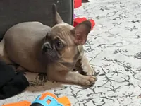Linda , a female French Bulldog for sale in Utica, NY – Photo 1 of 3