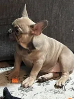 Linda , a female French Bulldog for sale in Utica, NY – Photo 3 of 3