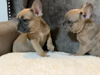 Chloe, a female French Bulldog for sale in Utica, NY – 6 of 10
