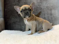 Chloe, a female French Bulldog for sale in Utica, NY – 5 of 10