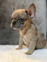 Riley , a male French Bulldog for sale in Utica, NY – 10 of 10