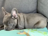 Gigi, a female French Bulldog for sale in Utica, NY – 2 of 10