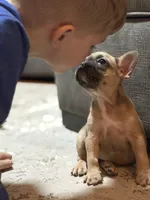 Chloe, a female French Bulldog for sale in Utica, NY – 9 of 10
