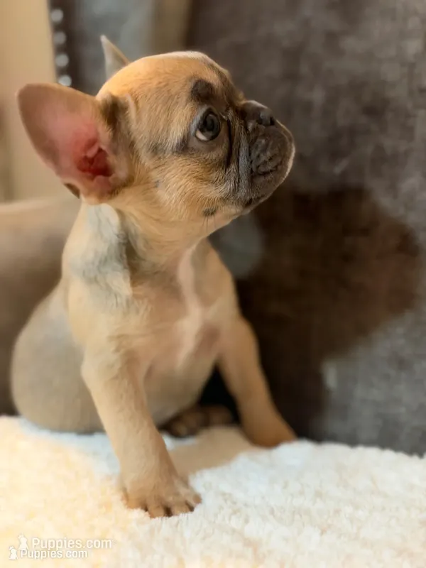 Chloe, a female French Bulldog for sale in Utica, NY – 1 of 10