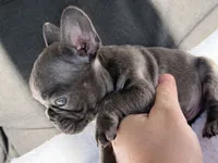 Scooter , a male French Bulldog for sale in Utica, NY – 6 of 7