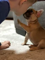 Chloe, a female French Bulldog for sale in Utica, NY – 8 of 10