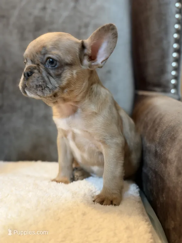 Riley  – French Bulldog puppy for sale in Utica, NY