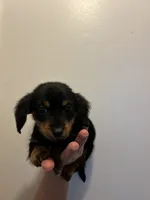 Versace, a male Miniature Dachshund for sale in Knoxville, TN – 1 of 2