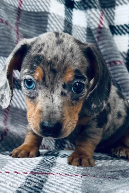 Versace (super tiny)