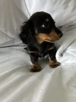 Versace (super tiny)Long hair , a male Miniature Dachshund for sale in Knoxville, TN – Photo 1 of 2
