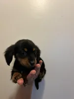 Versace (tiny female)Long hair , a female Miniature Dachshund for sale in Knoxville, TN – Photo 2 of 2