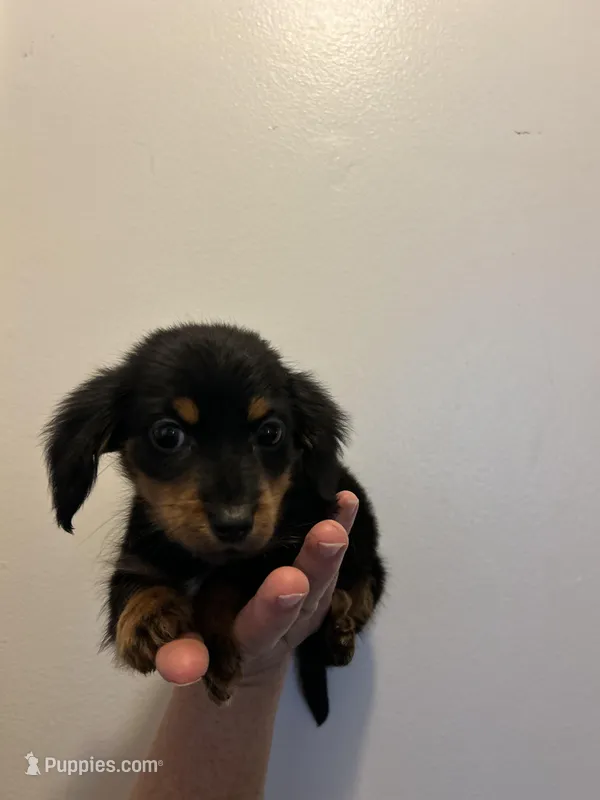 Versace (tiny male )Long hair  – Miniature Dachshund puppy for sale in Knoxville, TN