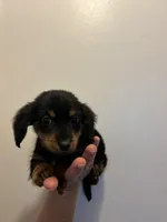 Versace (tiny female)Long hair , a female Miniature Dachshund for sale in Knoxville, TN – Photo 1 of 2