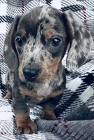 Versace, a male Miniature Dachshund for sale in Knoxville, TN – Photo 1 of 2