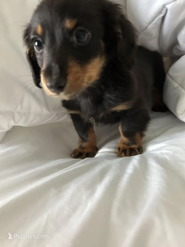 Versace (super tiny)