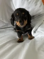 Versace (super tiny)Long hair , a male Miniature Dachshund for sale in Knoxville, TN – Photo 2 of 2