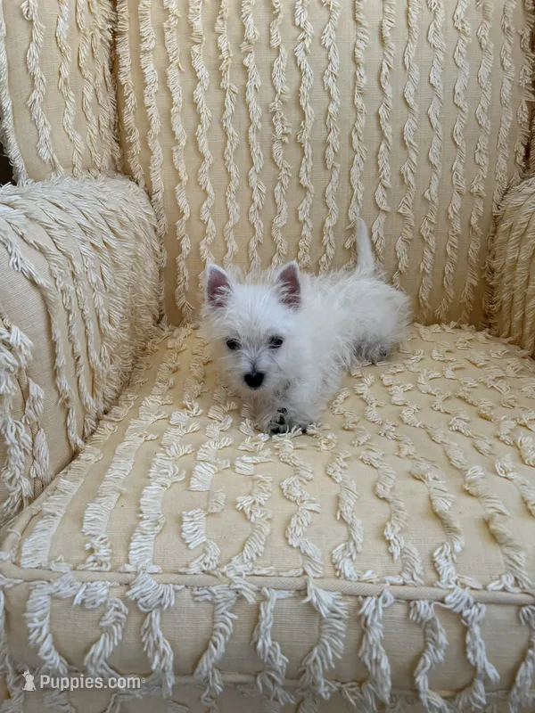 Bodie – West Highland White Terrier puppy for sale in Knoxville, TN