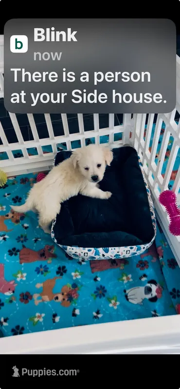 James – English Cream Golden Retriever puppy for sale in Knoxville, TN