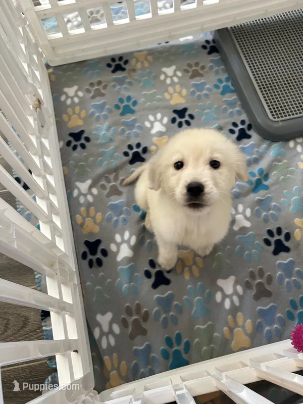 James – English Cream Golden Retriever puppy for sale in Knoxville, TN