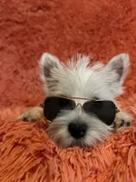 Knox, a male West Highland White Terrier for sale in Knoxville, TN – 2 of 4