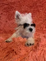 Knox, a male West Highland White Terrier for sale in Knoxville, TN – 3 of 4