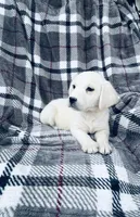 Jaycee, a female Labrador Retriever for sale in Knoxville, TN – Photo 5 of 5