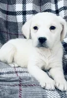 Jaycee, a female Labrador Retriever for sale in Knoxville, TN – Photo 2 of 5