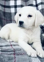 Jaycee, a female Labrador Retriever for sale in Knoxville, TN – Photo 3 of 5