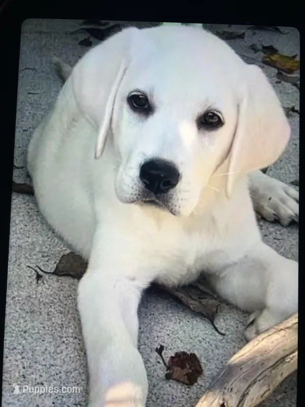 Jaycee – Labrador Retriever puppy for sale in Knoxville, TN
