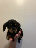 Versace, a male Miniature Dachshund for sale in Knoxville, TN – 2 of 2