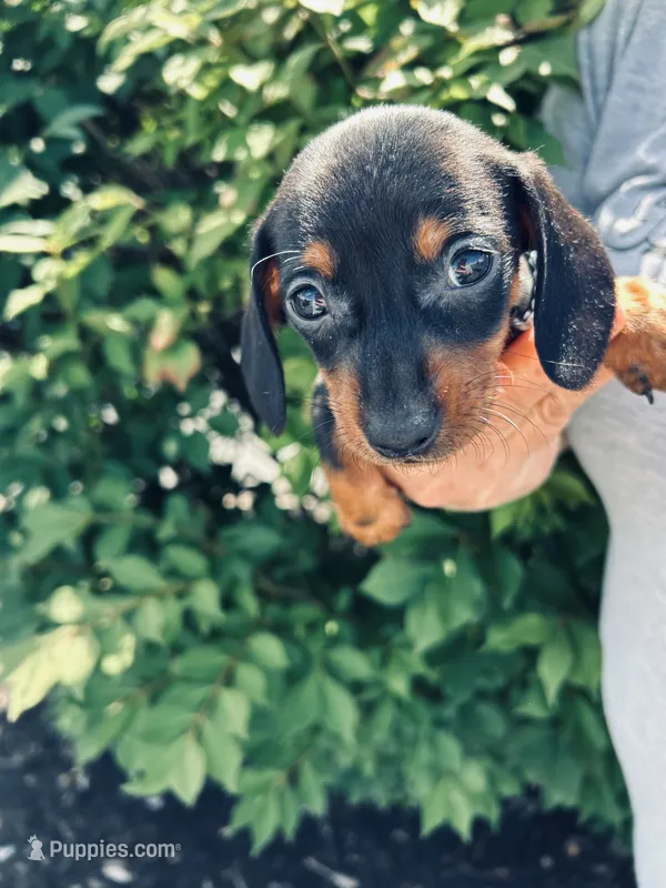 Adele – Miniature Dachshund puppy for sale in Knoxville, TN