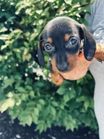 Adele, a female Miniature Dachshund for sale in Knoxville, TN – 1 of 2