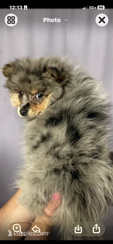 Ozzy – Pomeranian puppy for sale in Knoxville, TN