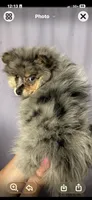 Ozzy, a male Pomeranian for sale in Knoxville, TN – 1 of 1
