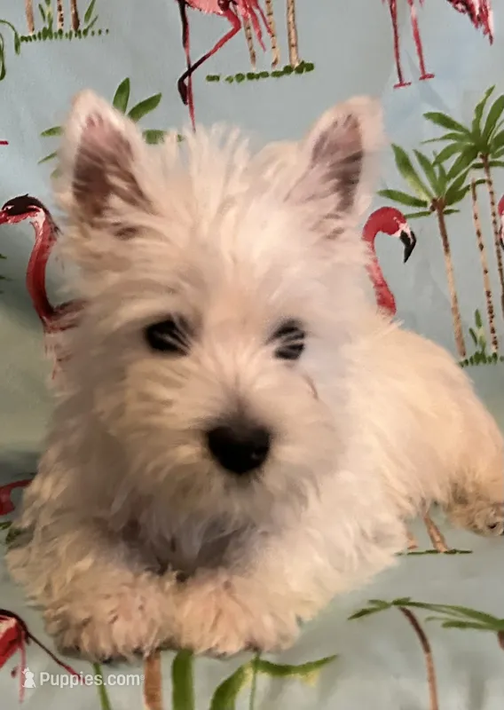 Knox – West Highland White Terrier puppy for sale in Knoxville, TN