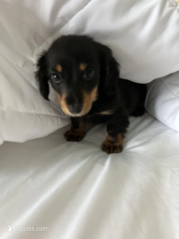 Leo – Miniature Dachshund puppy for sale in Knoxville, TN
