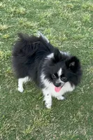 Tiny La-La, a female Pomeranian for sale in Dallas, TX – 8 of 10