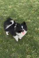 Tiny La-La, a female Pomeranian for sale in Dallas, TX – 6 of 10