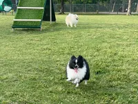 Tiny La-La, a female Pomeranian for sale in Dallas, TX – 3 of 10