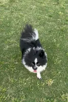 Tiny La-La, a female Pomeranian for sale in Dallas, TX – 10 of 10